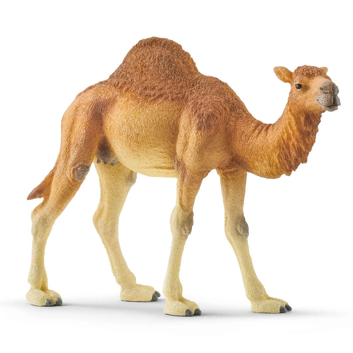 Dromedary, camel