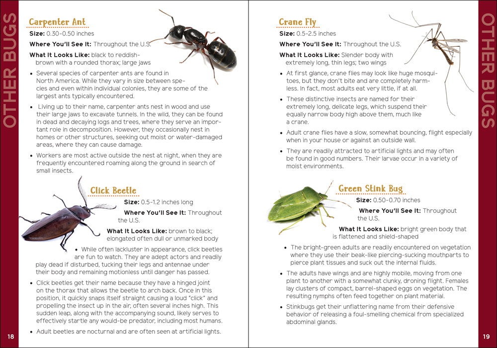 Insects &amp; Bugs for Kids
